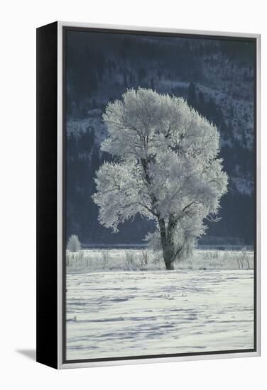 Cottonwood Tree Covered In Ice-Magrath Photography-Framed Premier Image Canvas