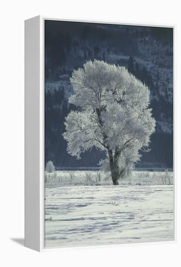 Cottonwood Tree Covered In Ice-Magrath Photography-Framed Premier Image Canvas