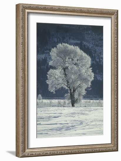 Cottonwood Tree Covered In Ice-Magrath Photography-Framed Photographic Print