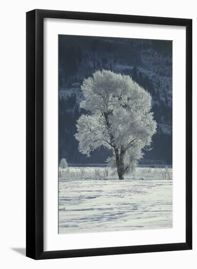 Cottonwood Tree Covered In Ice-Magrath Photography-Framed Photographic Print