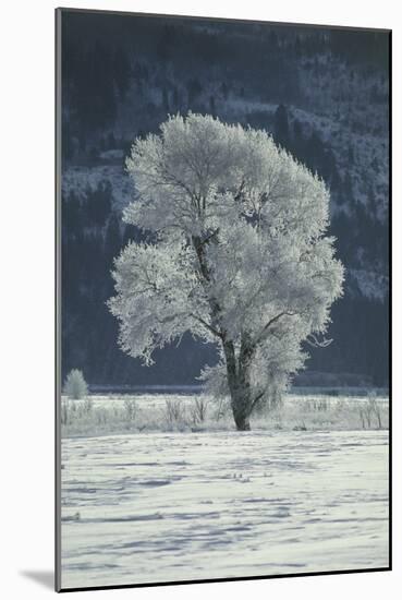 Cottonwood Tree Covered In Ice-Magrath Photography-Mounted Photographic Print