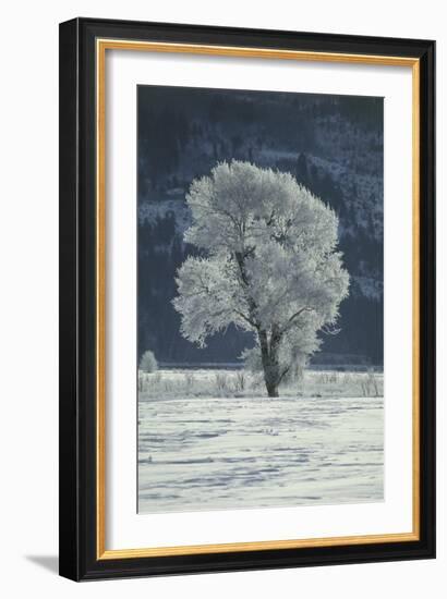 Cottonwood Tree Covered In Ice-Magrath Photography-Framed Photographic Print