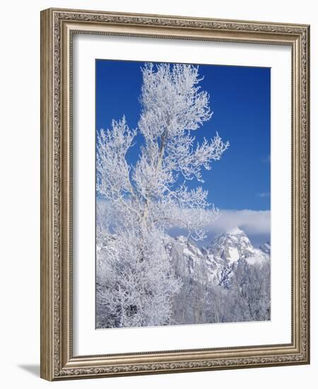 Cottonwood Tree in Winter, Grand Teton National Park in Morning, Wyoming, USA-Scott T. Smith-Framed Photographic Print