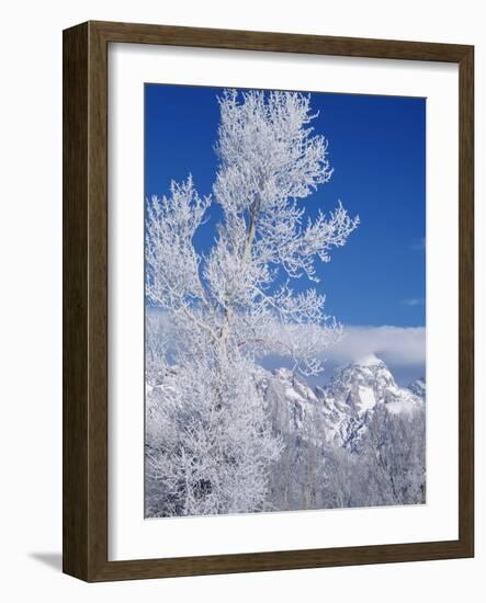 Cottonwood Tree in Winter, Grand Teton National Park in Morning, Wyoming, USA-Scott T. Smith-Framed Photographic Print