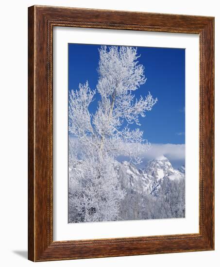 Cottonwood Tree in Winter, Grand Teton National Park in Morning, Wyoming, USA-Scott T. Smith-Framed Photographic Print