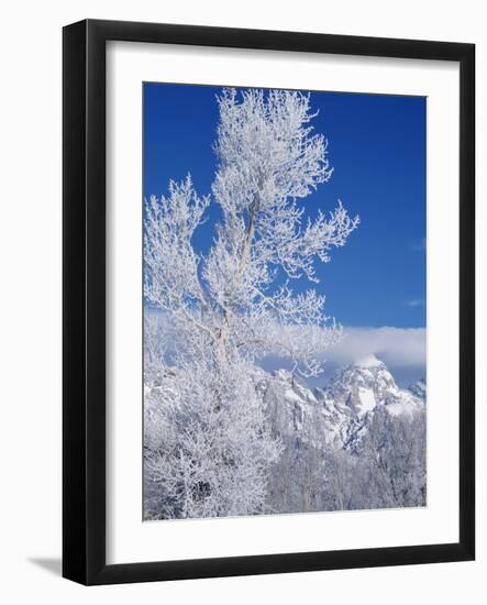 Cottonwood Tree in Winter, Grand Teton National Park in Morning, Wyoming, USA-Scott T. Smith-Framed Photographic Print