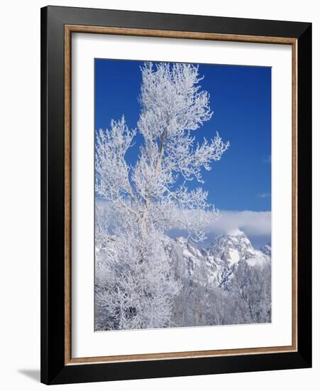 Cottonwood Tree in Winter, Grand Teton National Park in Morning, Wyoming, USA-Scott T. Smith-Framed Photographic Print