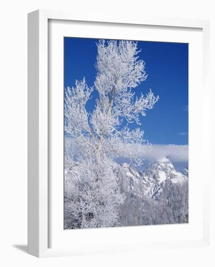 Cottonwood Tree in Winter, Grand Teton National Park in Morning, Wyoming, USA-Scott T. Smith-Framed Photographic Print