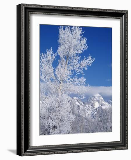 Cottonwood Tree in Winter, Grand Teton National Park in Morning, Wyoming, USA-Scott T. Smith-Framed Photographic Print