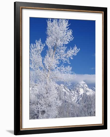 Cottonwood Tree in Winter, Grand Teton National Park in Morning, Wyoming, USA-Scott T. Smith-Framed Photographic Print