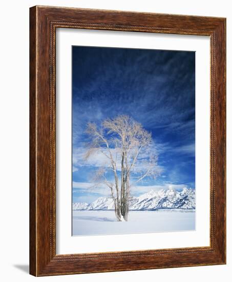 Cottonwood Tree in Winter, Wyoming, USA-Scott T^ Smith-Framed Photographic Print