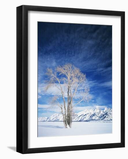 Cottonwood Tree in Winter, Wyoming, USA-Scott T^ Smith-Framed Photographic Print