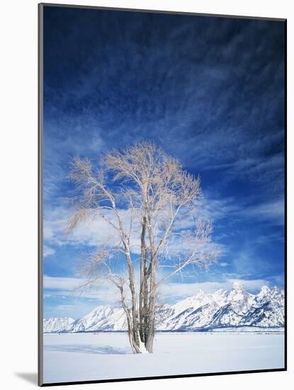 Cottonwood Tree in Winter, Wyoming, USA-Scott T^ Smith-Mounted Photographic Print