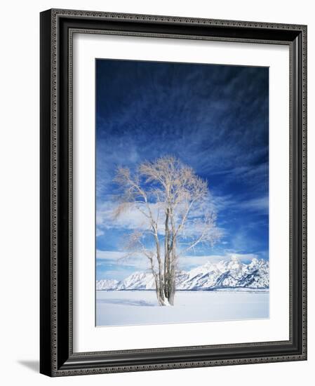 Cottonwood Tree in Winter, Wyoming, USA-Scott T^ Smith-Framed Photographic Print