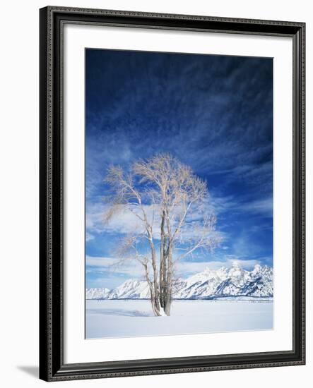 Cottonwood Tree in Winter, Wyoming, USA-Scott T^ Smith-Framed Photographic Print