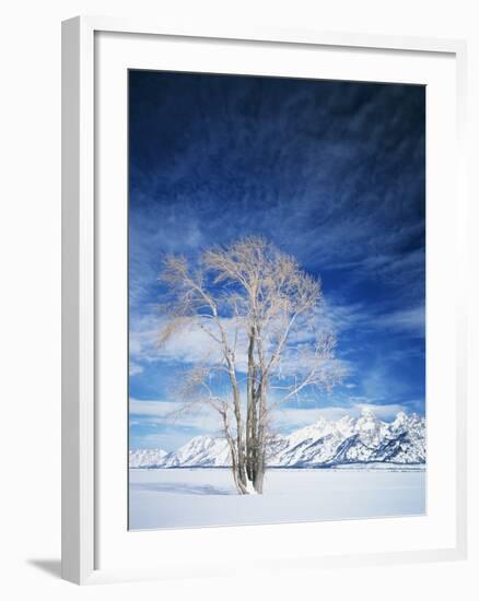 Cottonwood Tree in Winter, Wyoming, USA-Scott T^ Smith-Framed Photographic Print