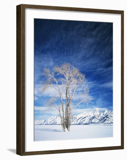 Cottonwood Tree in Winter, Wyoming, USA-Scott T^ Smith-Framed Photographic Print