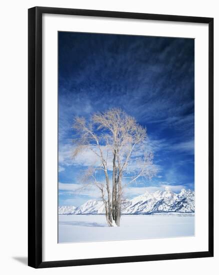 Cottonwood Tree in Winter, Wyoming, USA-Scott T^ Smith-Framed Photographic Print