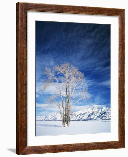 Cottonwood Tree in Winter, Wyoming, USA-Scott T^ Smith-Framed Photographic Print