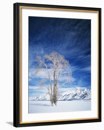 Cottonwood Tree in Winter, Wyoming, USA-Scott T^ Smith-Framed Photographic Print