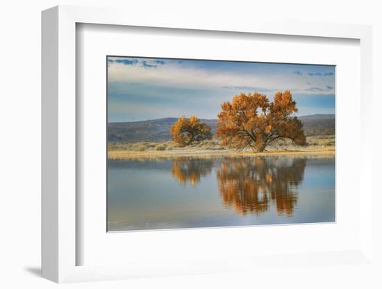 Cottonwood tree reflecting on pond, Bosque del Apache National Wildlife Refuge, New Mexico-Adam Jones-Framed Photographic Print