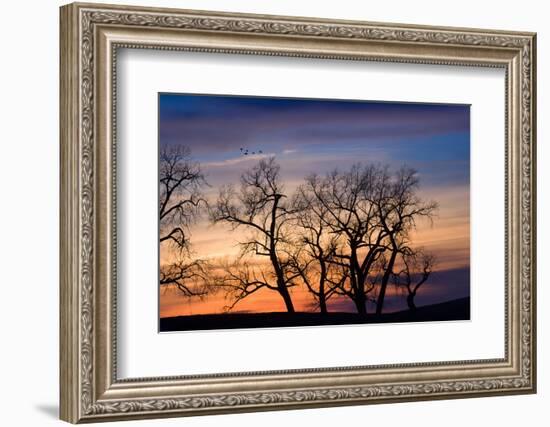 Cottonwood Trees are Silhouetted Against an Orange and Blue Sunset Near Lincoln, Nebraska-Sergio Ballivian-Framed Photographic Print