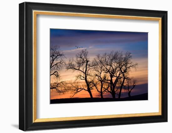 Cottonwood Trees are Silhouetted Against an Orange and Blue Sunset Near Lincoln, Nebraska-Sergio Ballivian-Framed Photographic Print