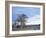 Cottonwood Trees in Arid Landscape, Grapevine Mountains, Nevada, USA-Scott T. Smith-Framed Photographic Print