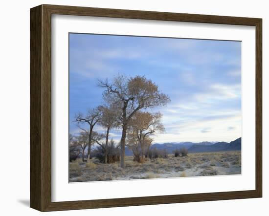 Cottonwood Trees in Arid Landscape, Grapevine Mountains, Nevada, USA-Scott T. Smith-Framed Photographic Print