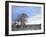 Cottonwood Trees in Arid Landscape, Grapevine Mountains, Nevada, USA-Scott T. Smith-Framed Photographic Print