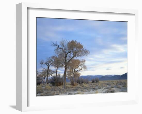 Cottonwood Trees in Arid Landscape, Grapevine Mountains, Nevada, USA-Scott T. Smith-Framed Photographic Print