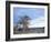 Cottonwood Trees in Arid Landscape, Grapevine Mountains, Nevada, USA-Scott T. Smith-Framed Photographic Print