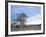 Cottonwood Trees in Arid Landscape, Grapevine Mountains, Nevada, USA-Scott T. Smith-Framed Photographic Print