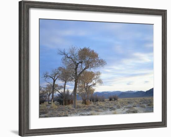 Cottonwood Trees in Arid Landscape, Grapevine Mountains, Nevada, USA-Scott T. Smith-Framed Photographic Print