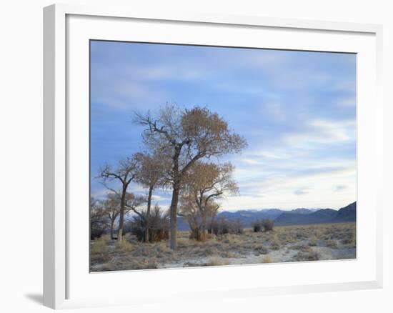 Cottonwood Trees in Arid Landscape, Grapevine Mountains, Nevada, USA-Scott T. Smith-Framed Photographic Print