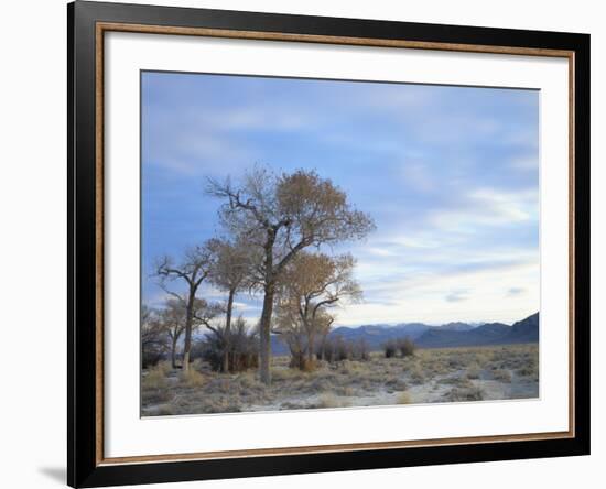 Cottonwood Trees in Arid Landscape, Grapevine Mountains, Nevada, USA-Scott T. Smith-Framed Photographic Print