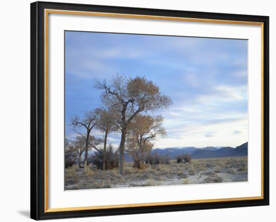 Cottonwood Trees in Arid Landscape, Grapevine Mountains, Nevada, USA-Scott T. Smith-Framed Photographic Print