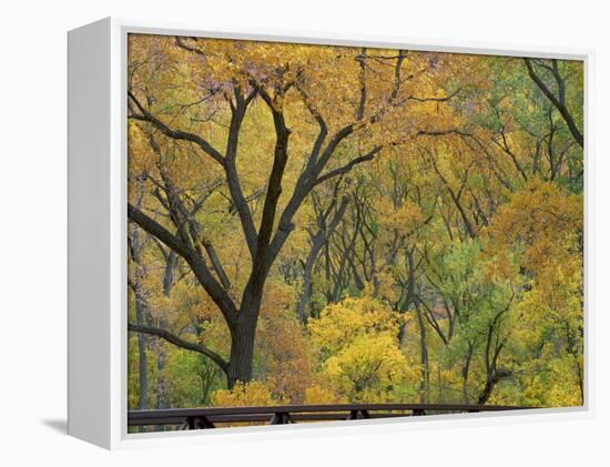 Cottonwood Trees in Autumn in the Zion National Park in Utah, USA-Tomlinson Ruth-Framed Premier Image Canvas