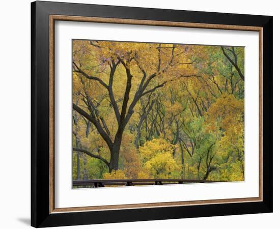 Cottonwood Trees in Autumn in the Zion National Park in Utah, USA-Tomlinson Ruth-Framed Photographic Print