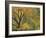 Cottonwood Trees in Autumn in the Zion National Park in Utah, USA-Tomlinson Ruth-Framed Photographic Print