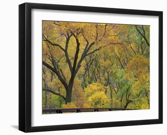 Cottonwood Trees in Autumn in the Zion National Park in Utah, USA-Tomlinson Ruth-Framed Photographic Print