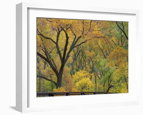 Cottonwood Trees in Autumn in the Zion National Park in Utah, USA-Tomlinson Ruth-Framed Photographic Print