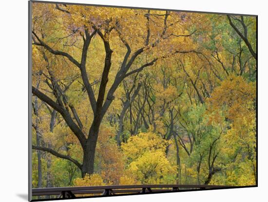 Cottonwood Trees in Autumn in the Zion National Park in Utah, USA-Tomlinson Ruth-Mounted Photographic Print