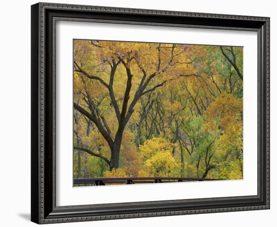 Cottonwood Trees in Autumn in the Zion National Park in Utah, USA-Tomlinson Ruth-Framed Photographic Print