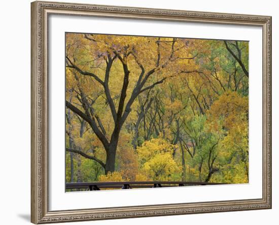 Cottonwood Trees in Autumn in the Zion National Park in Utah, USA-Tomlinson Ruth-Framed Photographic Print