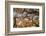 Cottonwood trees in fall foliage, Rio Grande Nature Park, Albuquerque, New Mexico-Maresa Pryor-Framed Photographic Print