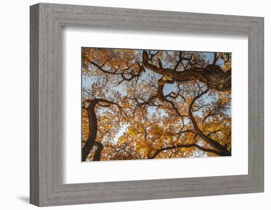 Cottonwood trees in fall foliage, Rio Grande Nature Park, Albuquerque, New Mexico-Maresa Pryor-Framed Photographic Print