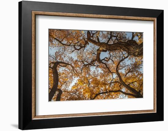 Cottonwood trees in fall foliage, Rio Grande Nature Park, Albuquerque, New Mexico-Maresa Pryor-Framed Photographic Print