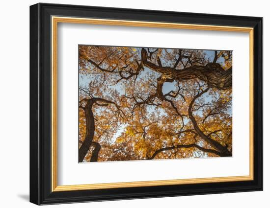 Cottonwood trees in fall foliage, Rio Grande Nature Park, Albuquerque, New Mexico-Maresa Pryor-Framed Photographic Print