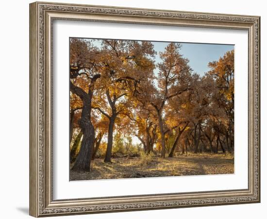 Cottonwood trees in fall foliage, Rio Grande Nature Park, Albuquerque, New Mexico-Maresa Pryor-Framed Photographic Print